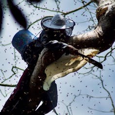Beekeeper cuts honeycomb from tree branch