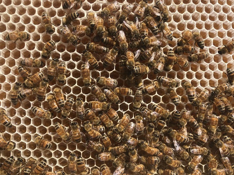 Bees crawling on honeycomb