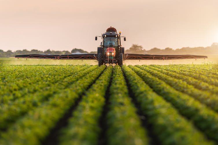 Tractor sprays pesticides on soybean field.