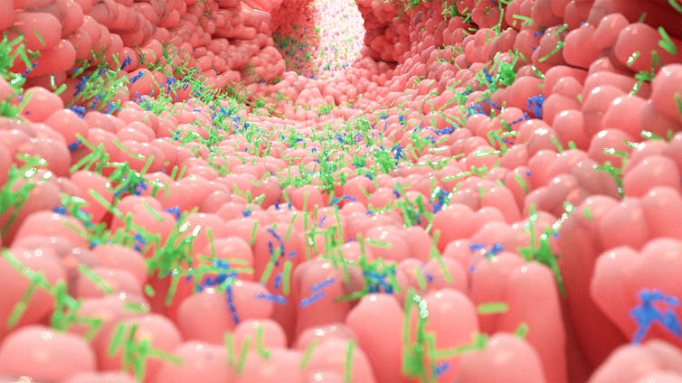 A model of the human intestine covered in bacteria.