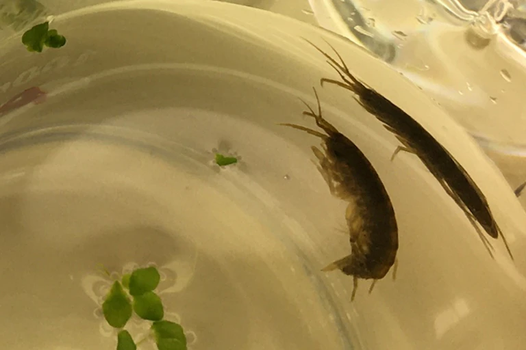 Small crustacean in a laboratory