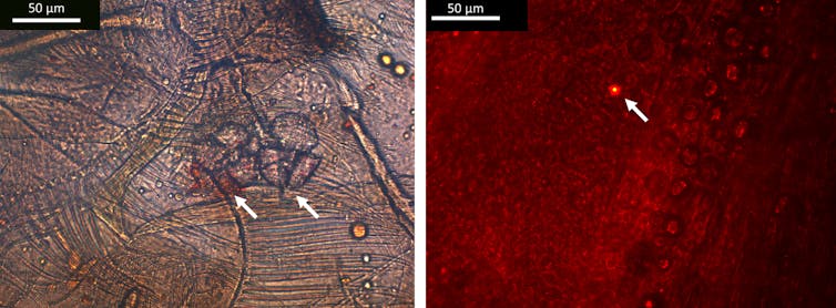 Microscopic images with glowing microplastic highlighted