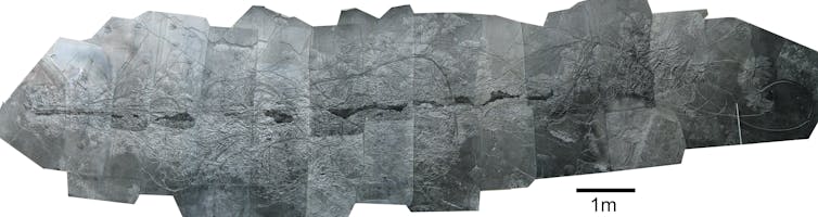 Fossilised crinoids around central log.