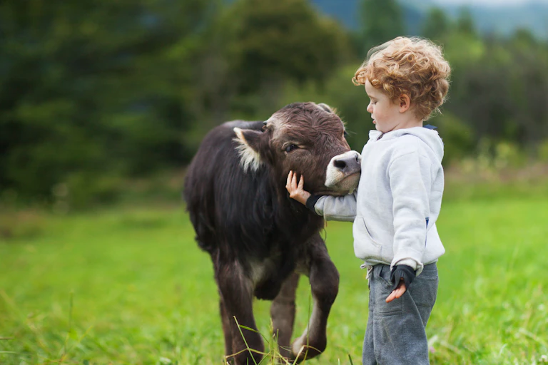 Un niño acaricia a un ternero en un prado.