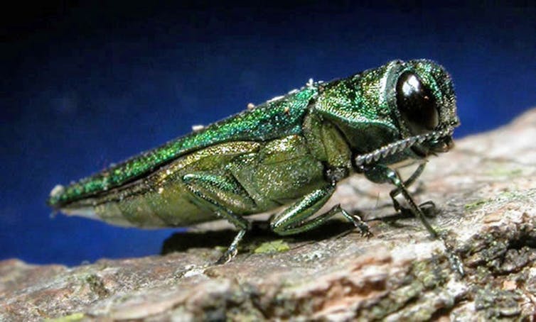 The emerald ash borer has a green sheen and is about half an inch long.