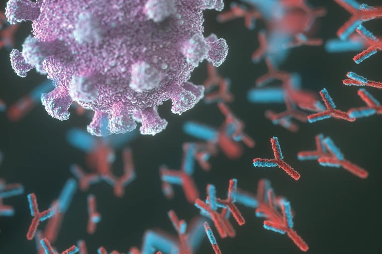 A virion surrounded by y-shaped antibodies.