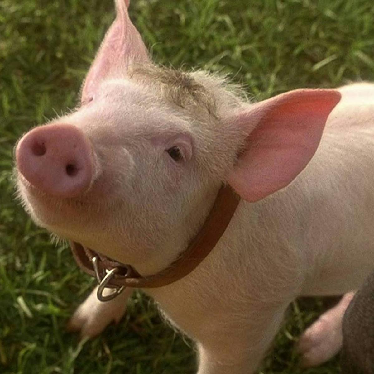 ID: Babe the pig stands in grass with a brown collar on looking toward the camera.