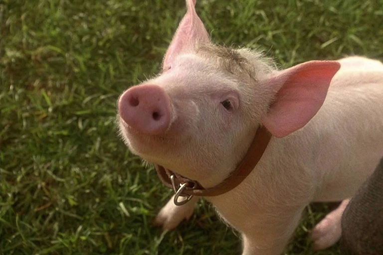 A piglet looks up at the camera