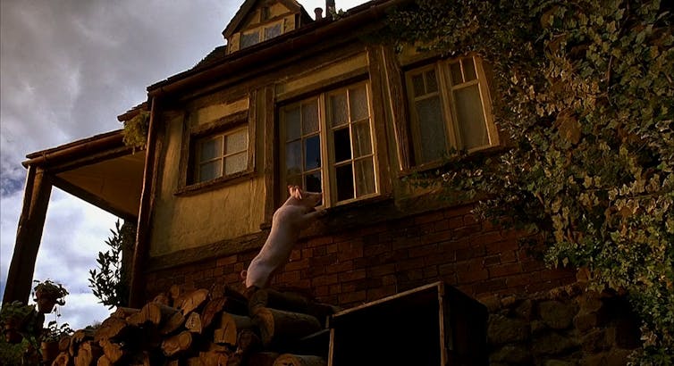 Babe peers in the window of the farmhouse.