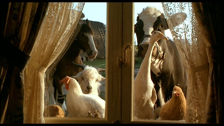 Farm animals look inside through a window.