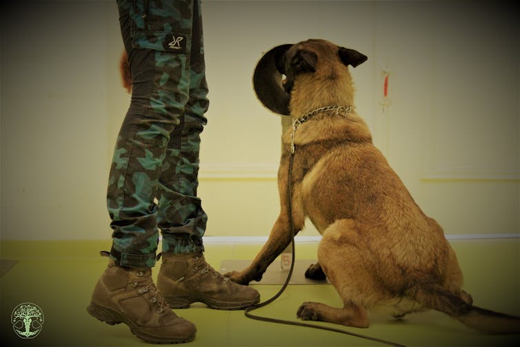 These dogs are trained to sniff out the coronavirus. Most have a 100% success rate