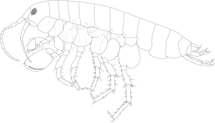 A drawing of the crustacean in black outline.
