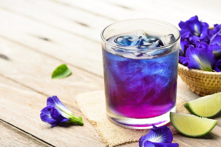 A purple-blue tea in a glass, filled with ice, beside butterfly pea flowers.