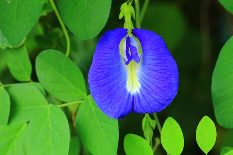 A purple flower with a yellow interior hangs off a stem,