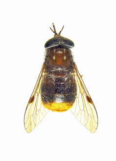 A close-up of a fly with translucent yellow wings