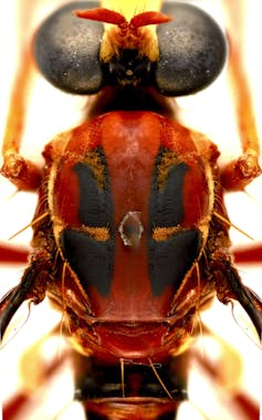 The back of a fly with a striking resemblance to Deadpool's mask 