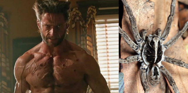 A photo of Hugh Jackman as Wolverine beside a photo of the spider named after him