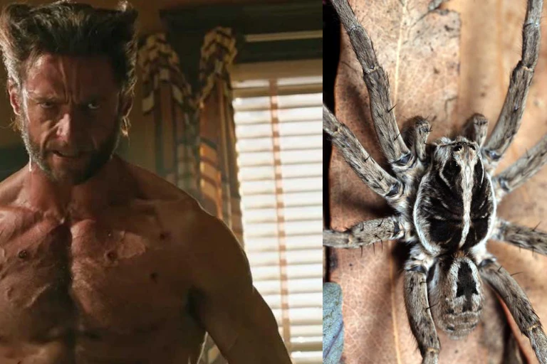 A photo of Hugh Jackman as Wolverine beside a photo of the spider named after him