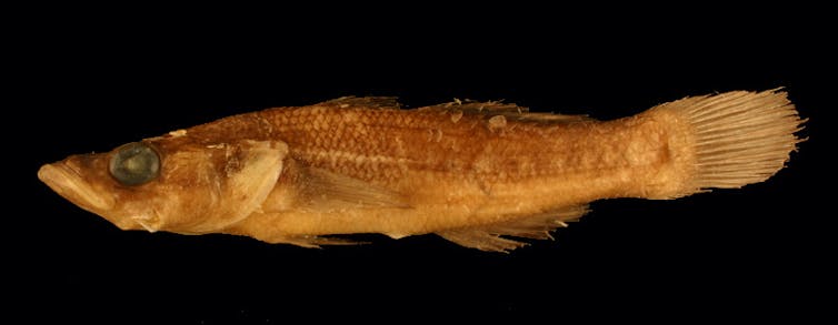 5 scientists tell the stories behind these species names