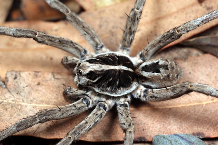 A big hairy spider with light brown limbs and black on its torso.