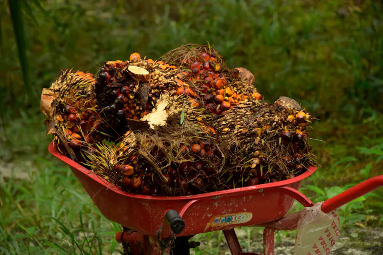 Tumpukan buah sawit dalam gerobak dorong.