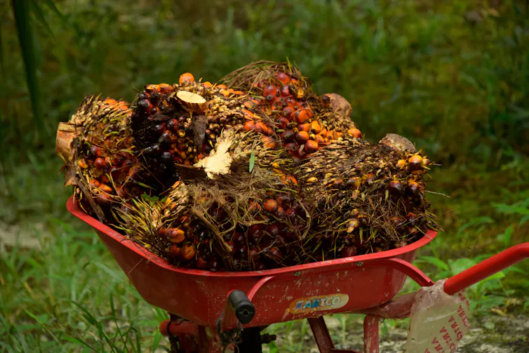 Tumpukan buah sawit dalam gerobak dorong.