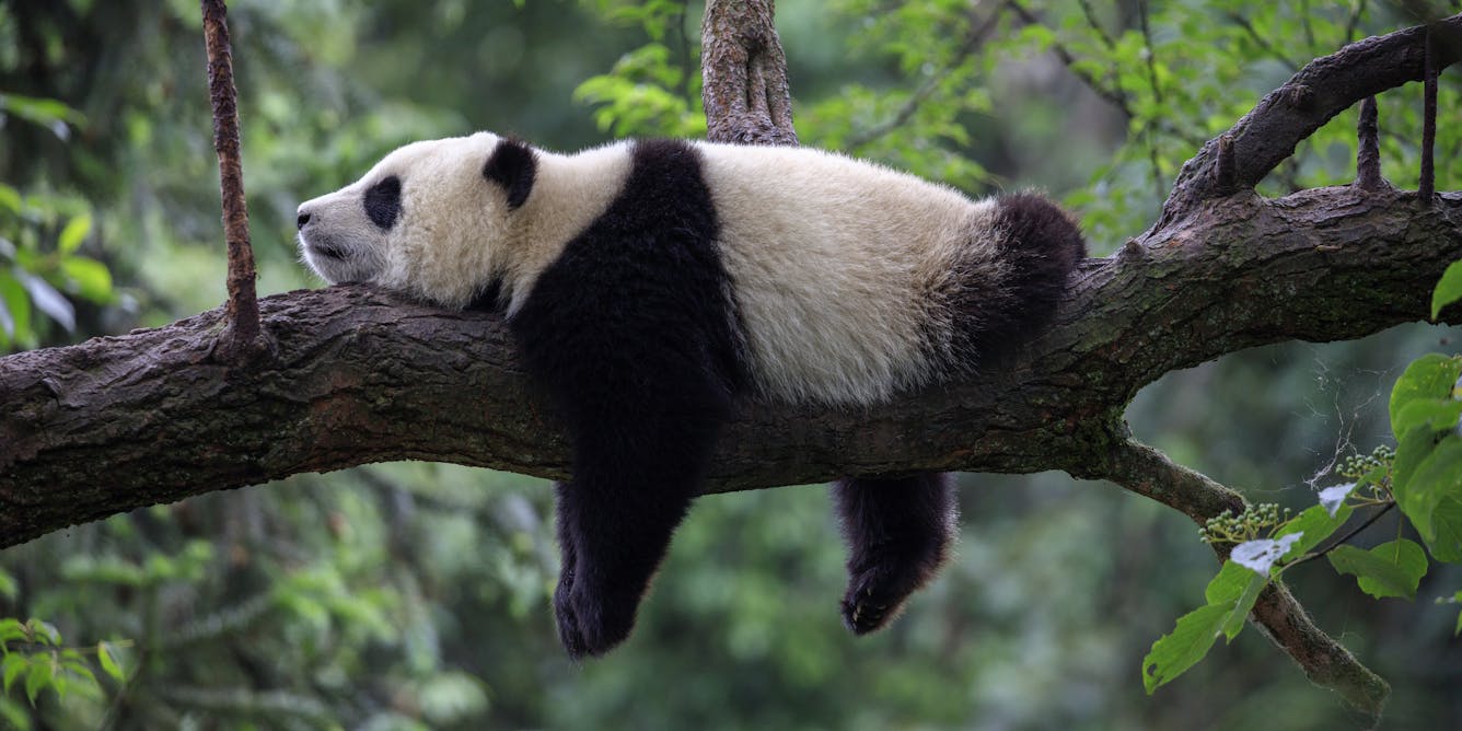 Giant panda conservation is failing to revive the wider ecosystem ...