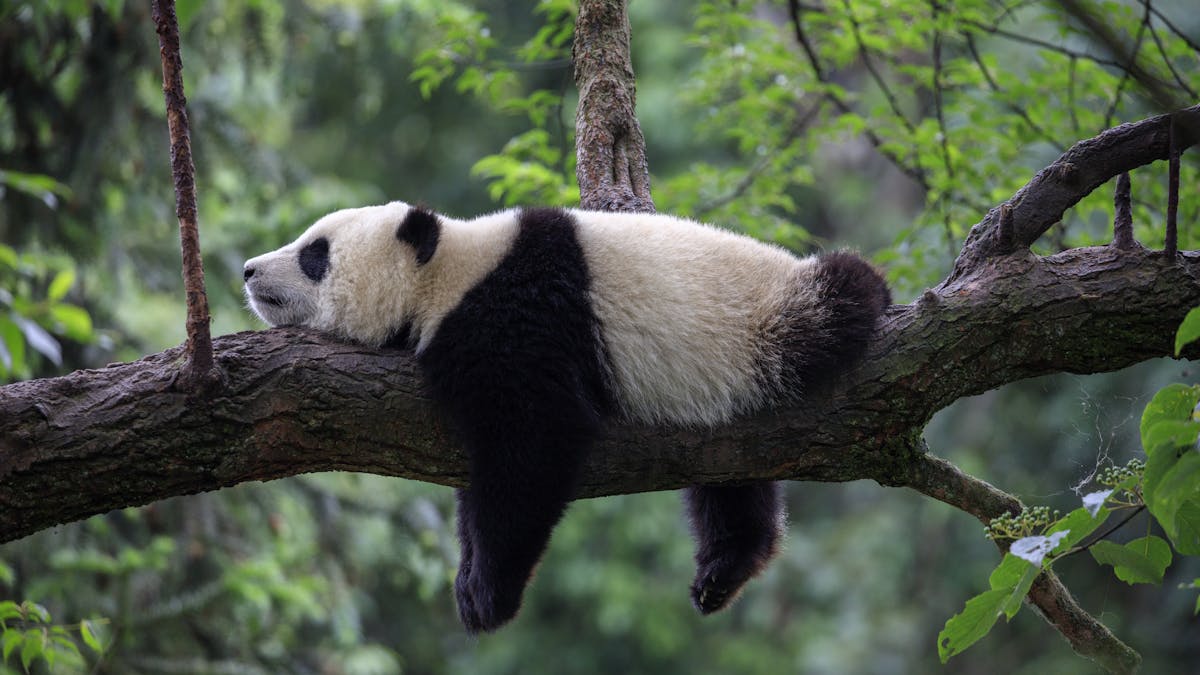 Giant panda conservation is failing to revive the wider ecosystem ...