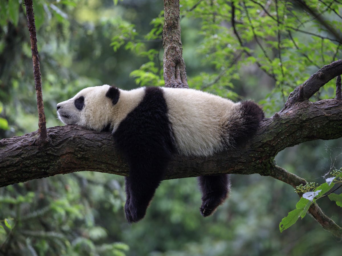 Giant panda conservation is failing to revive the wider ecosystem ...