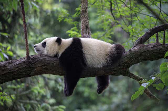 A panda lounging on a tree trunk in forest.
