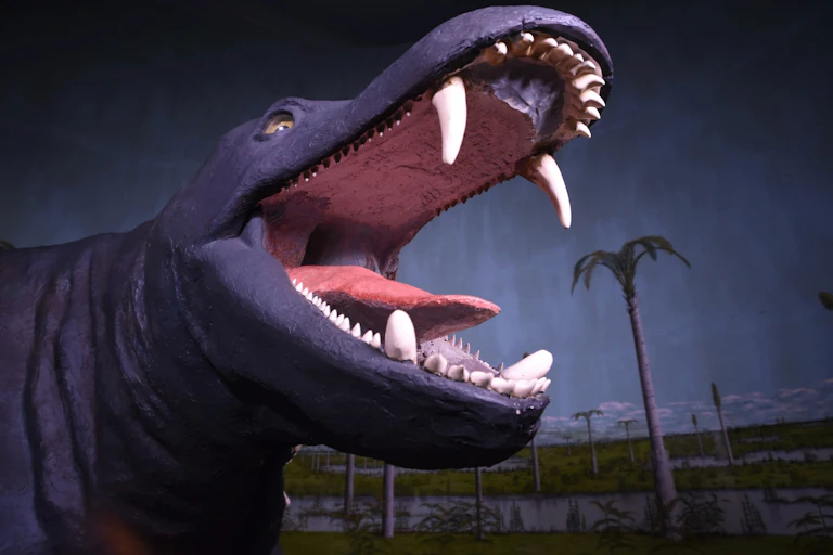 A replica of an animal that looks like a dinosaur, with its mouth wide open and big teeth showing.