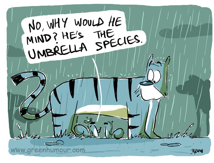 A cartoon depicting squirrels sheltering from rain under a tiger, with one saying 'No, why would he mind? He's the umbrella species.'