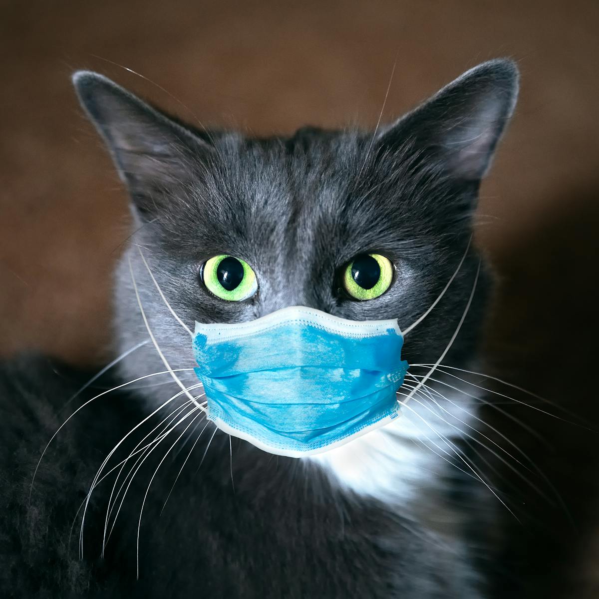 How we found coronavirus in a cat