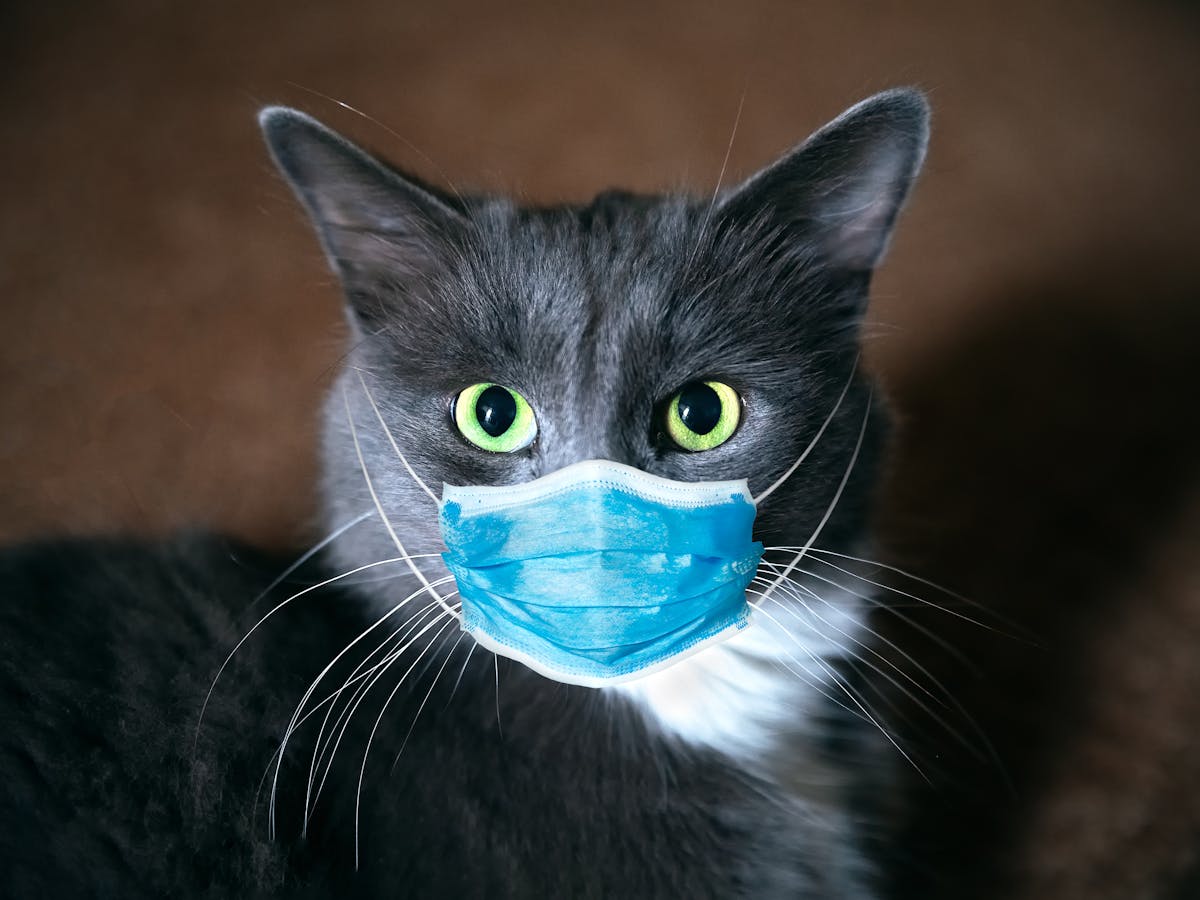 How We Found Coronavirus In A Cat How We Found Coronavirus In A Cat