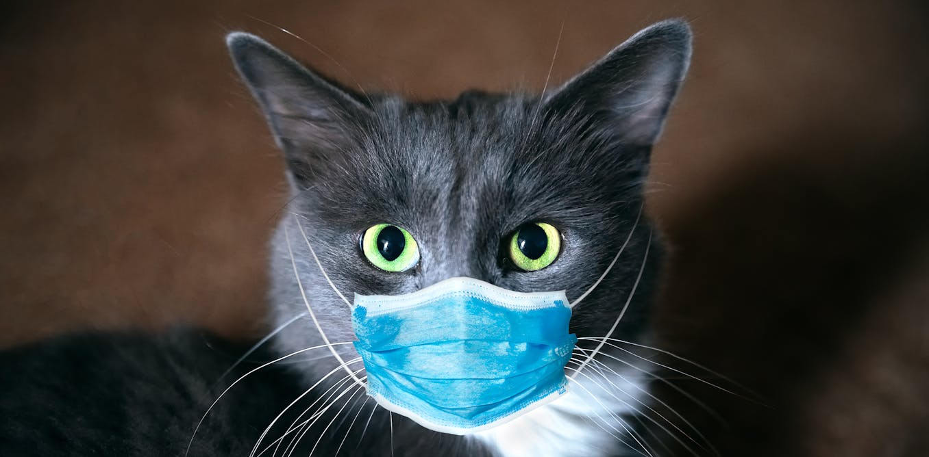 How we found coronavirus in a cat