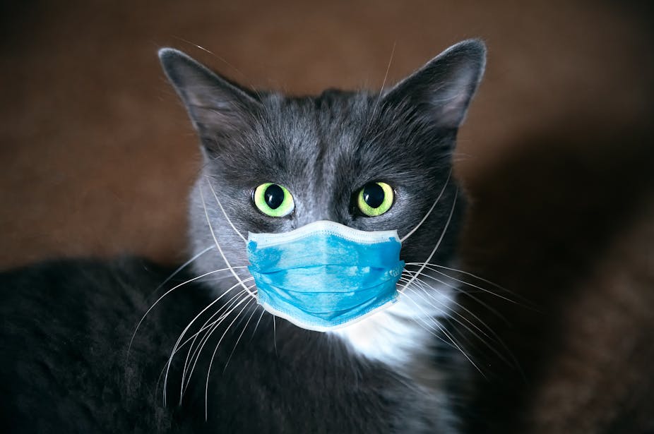 A grey cat wearing a surgical mask.