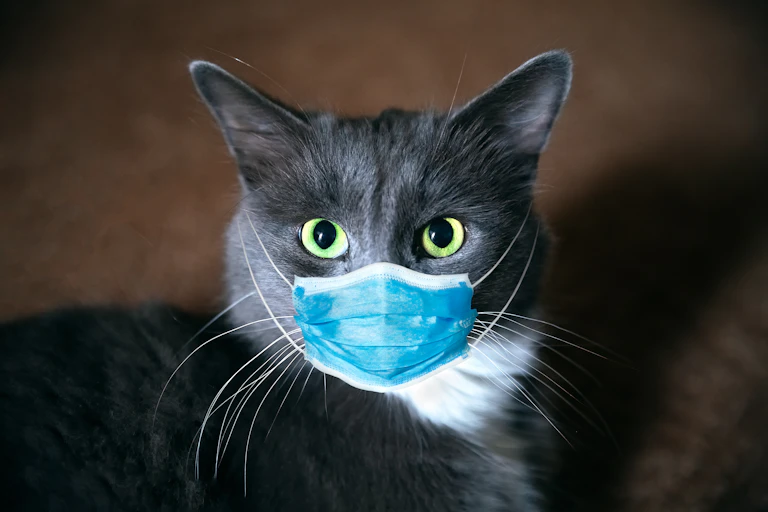 A grey cat wearing a surgical mask.