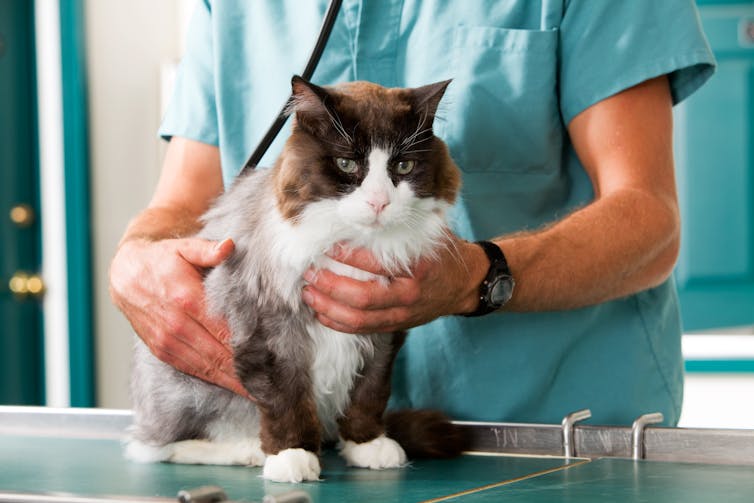 A cat having a check-up at a small animal vet clinic