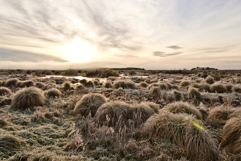 field of tussocks