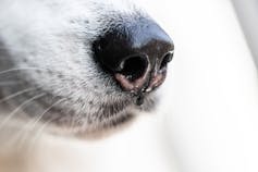 These dogs are trained to sniff out the coronavirus. Most have a 100% success rate