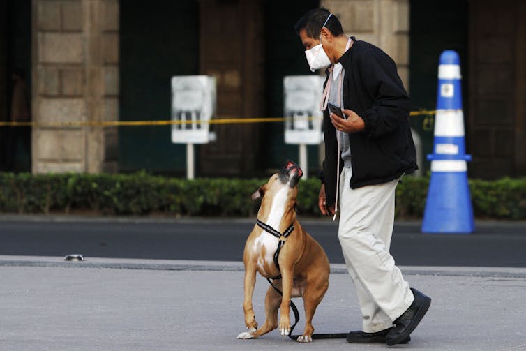 These dogs are trained to sniff out the coronavirus. Most have a 100% success rate