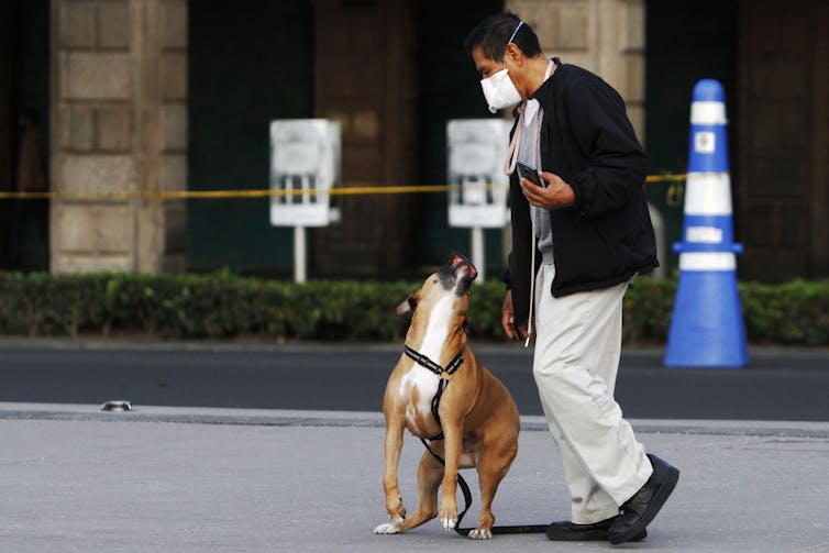 These dogs are trained to sniff out the coronavirus. Most have a 100% success rate