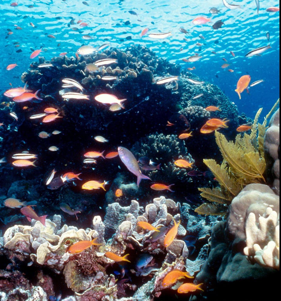 Freezing the Great Barrier Reef: an investment in our future Freezing the Great Barrier Reef: an investment in our future