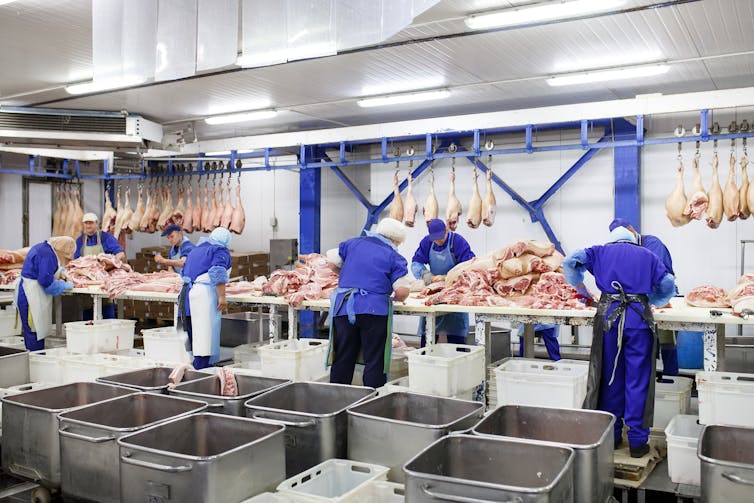 Slaughterhouse workers processing meat.
