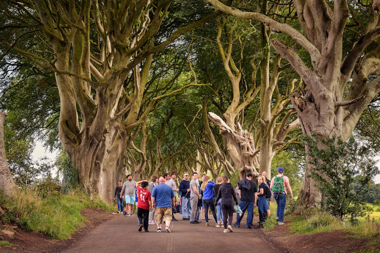 Crowd of tourists under huge trees