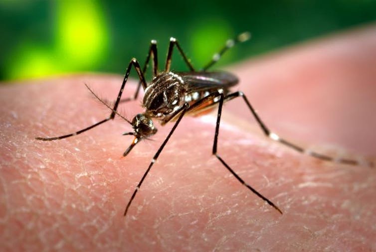 ¿Por qué los mosquitos nos eligieron como víctimas hace miles de años?
