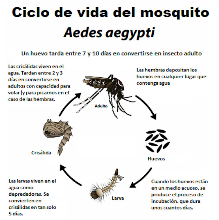 ciclo de vida mosquitos