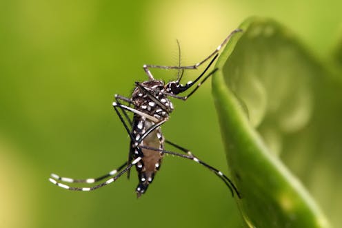 Los mosquitos transmiten enfermedades a aproximadamente cien millones de personas cada año y sus picaduras han condicionado la historia de la humanidad. Hay aproximadamente 3 500 especies de mosquitos en todo el mundo. La inmensa mayoría son generalistas que pican a cualquier vertebrado que encuentran a su paso.