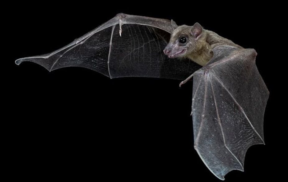 A bat with its wings spread, against a black background