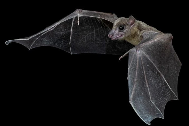A bat with its wings spread, against a black background